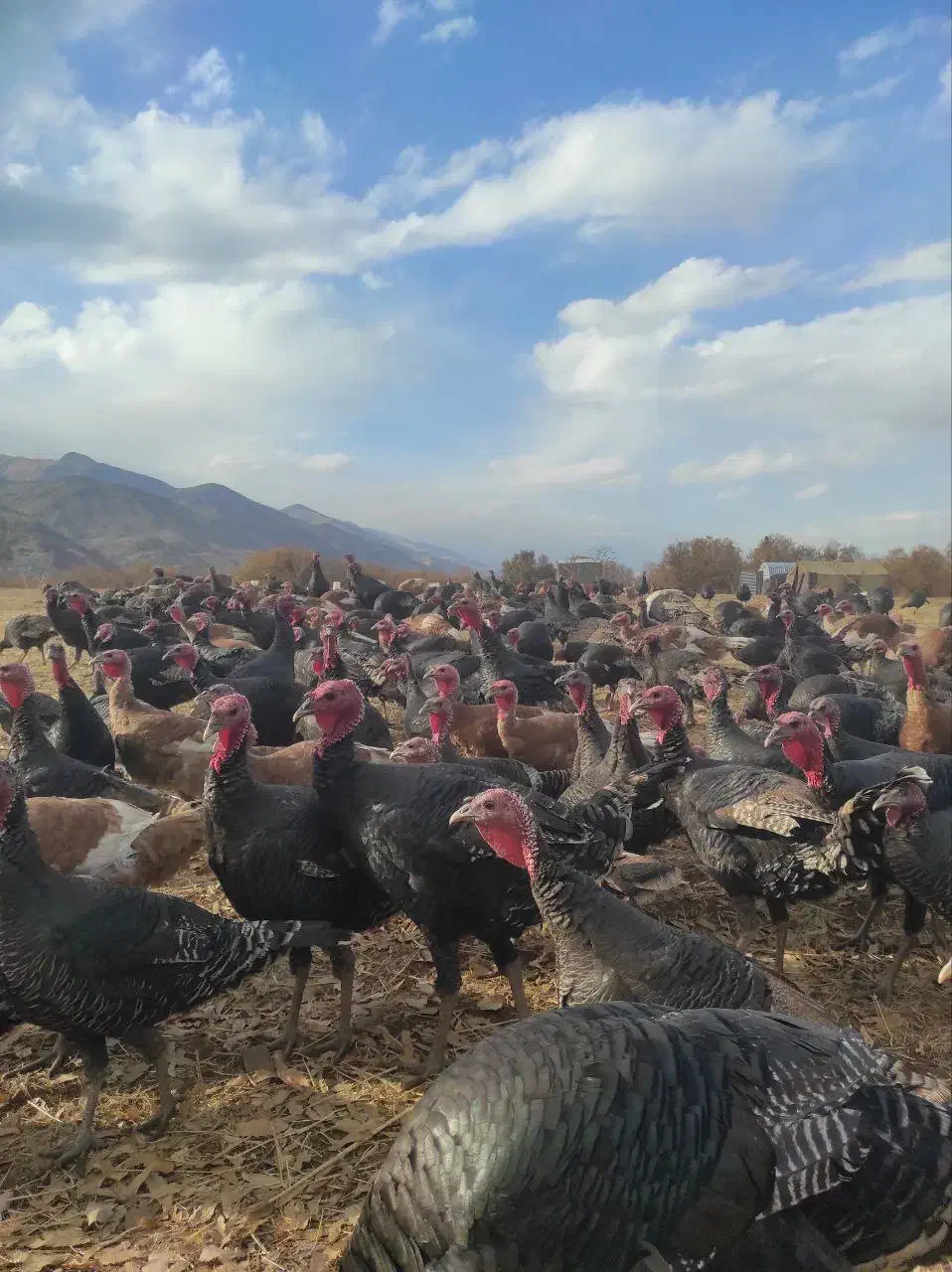 بوقلمون|حیوانات مزرعه|پیرانشهر, |دیوار