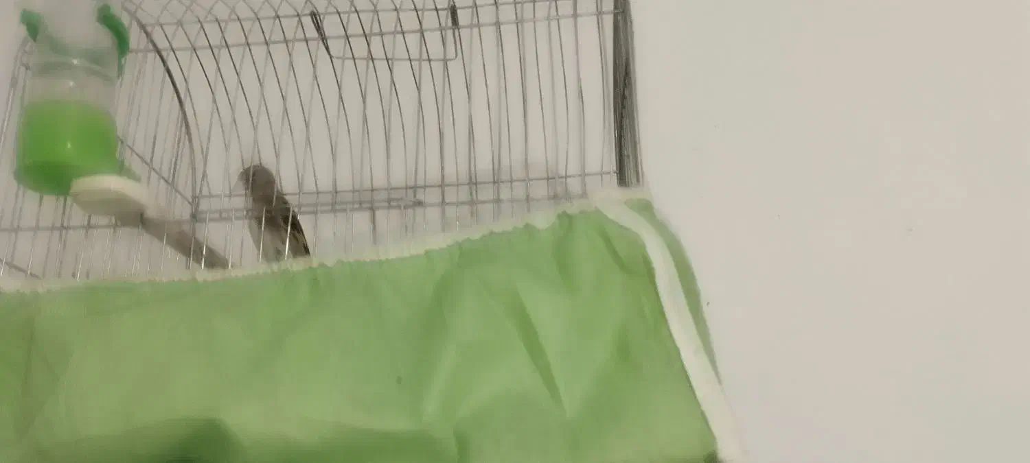 پرنده|پرنده|سیرجان, |دیوار