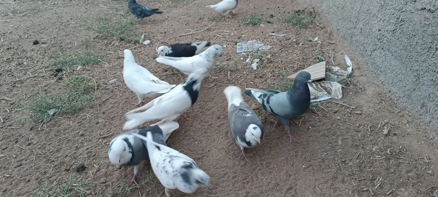 کبوتر یزدی|پرنده|بهاباد, |دیوار