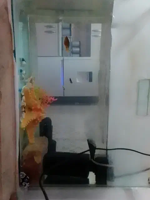 ماهی|ماهی|تربت جام, اسماعیل آباد|دیوار