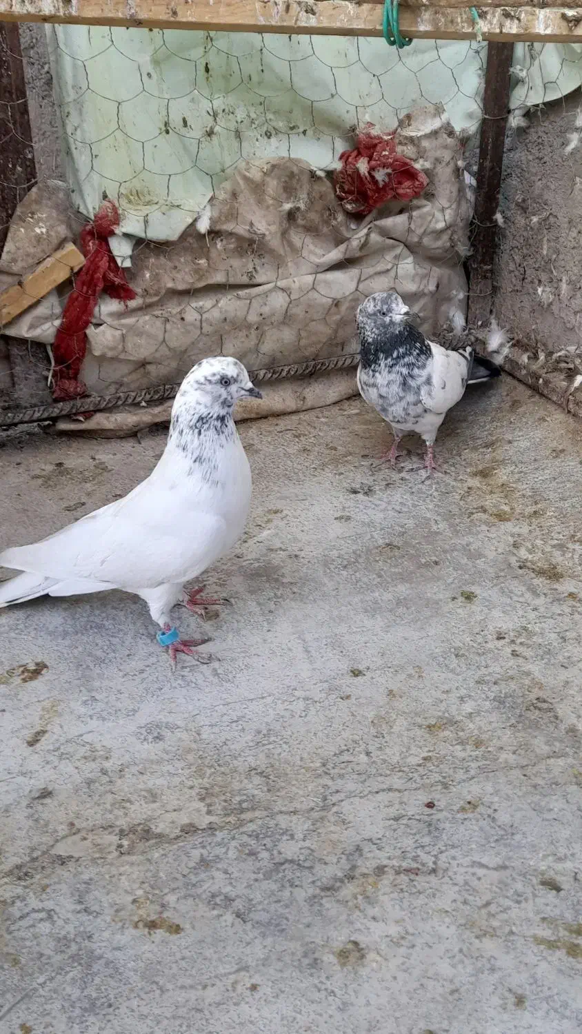 کبوتر|پرنده|اشکذر, |دیوار