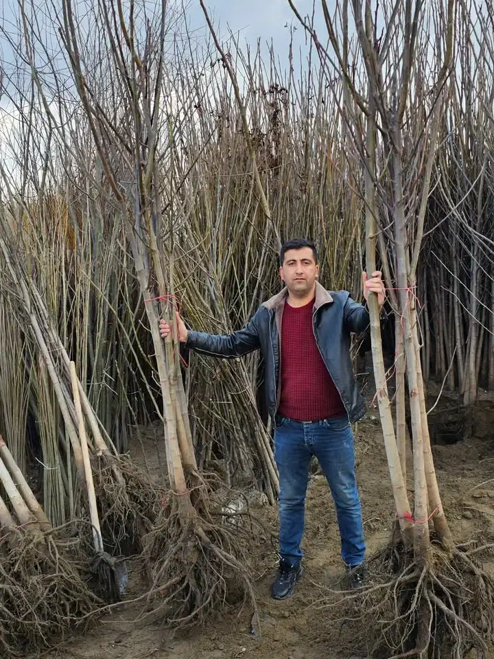 فروش نهال به سراسر کشور|خدمات باغبانی و درختکاری|میاندوآب, |دیوار