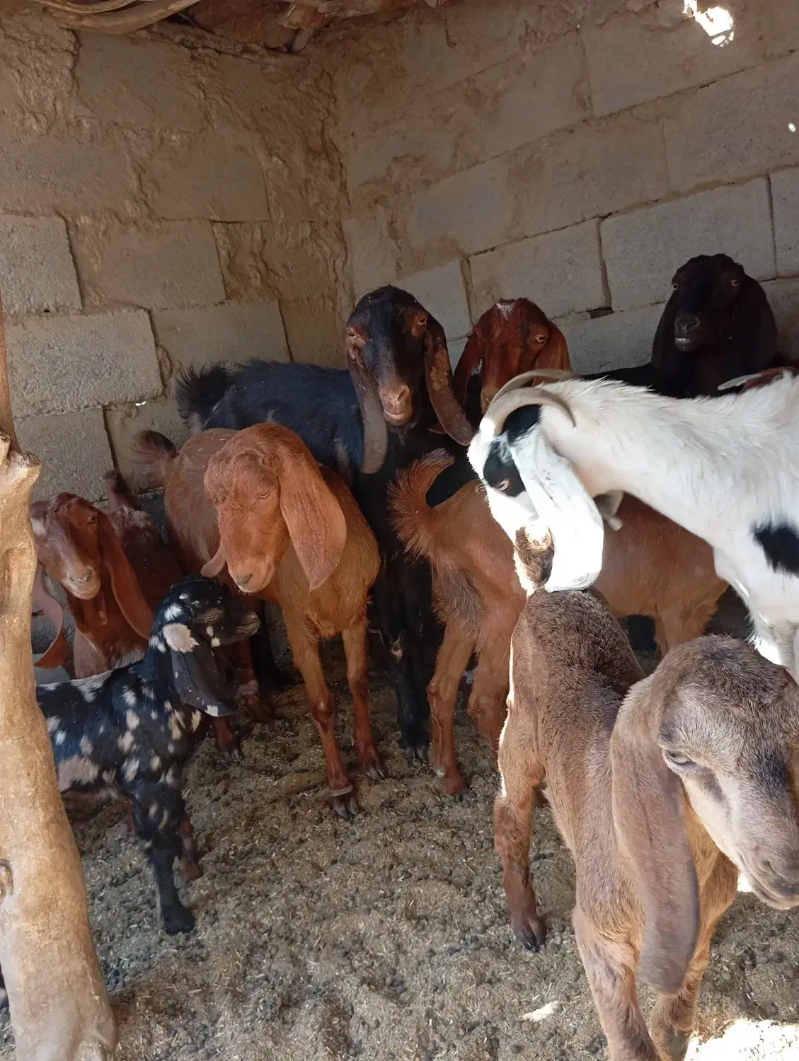 بز فروشی|حیوانات مزرعه|هیرمند, |دیوار