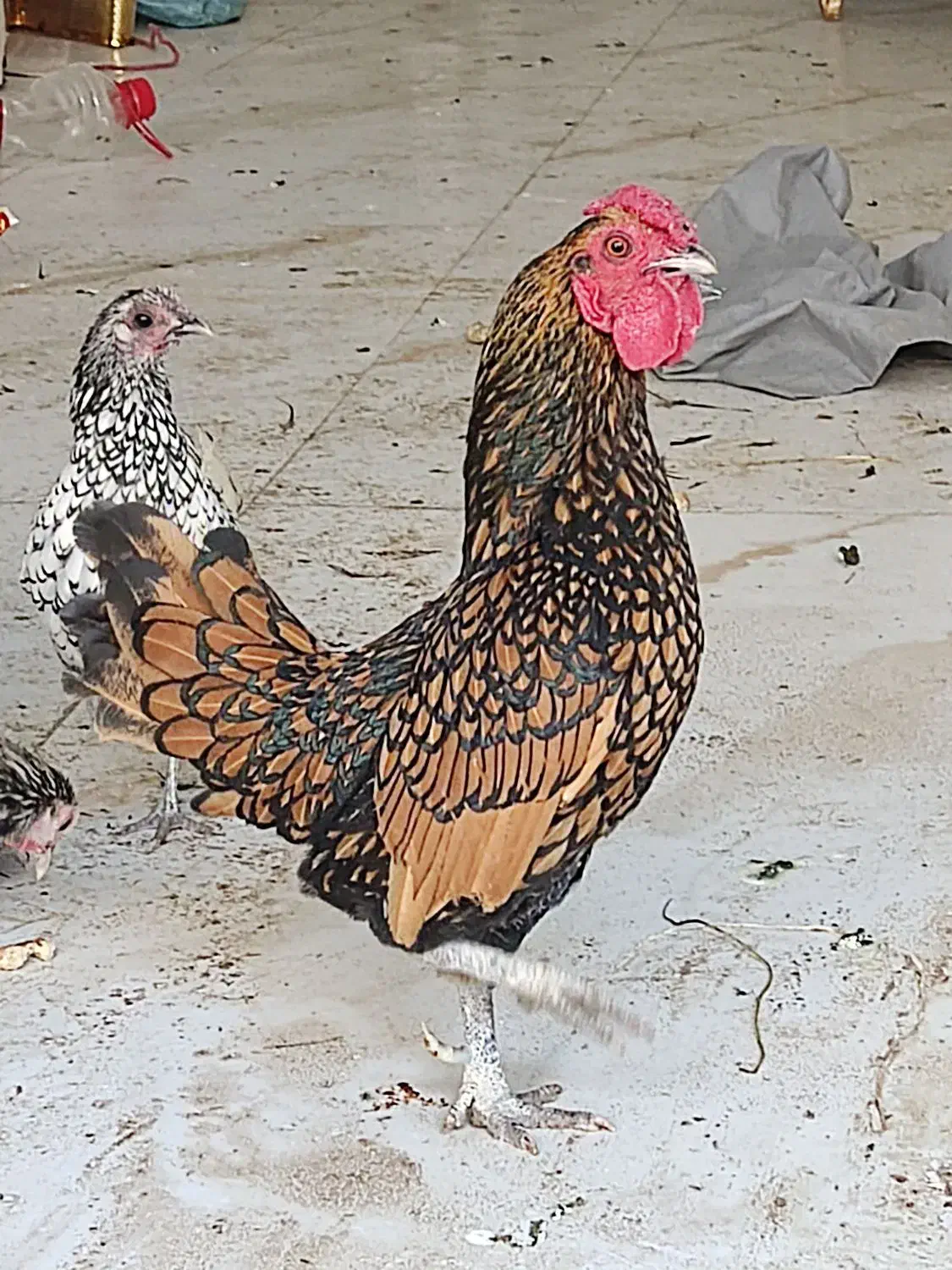 مرغ و خروس سیبرایت|حیوانات مزرعه|اردبیل, |دیوار