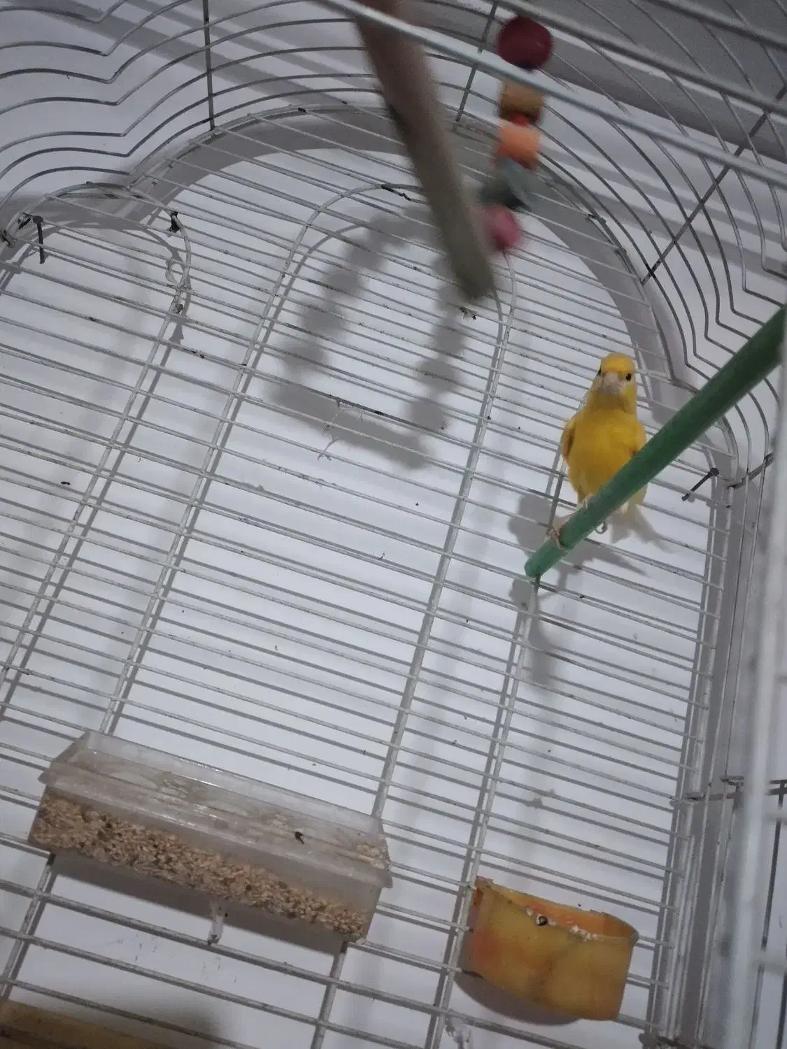 قناری|پرنده|آذرشهر, |دیوار