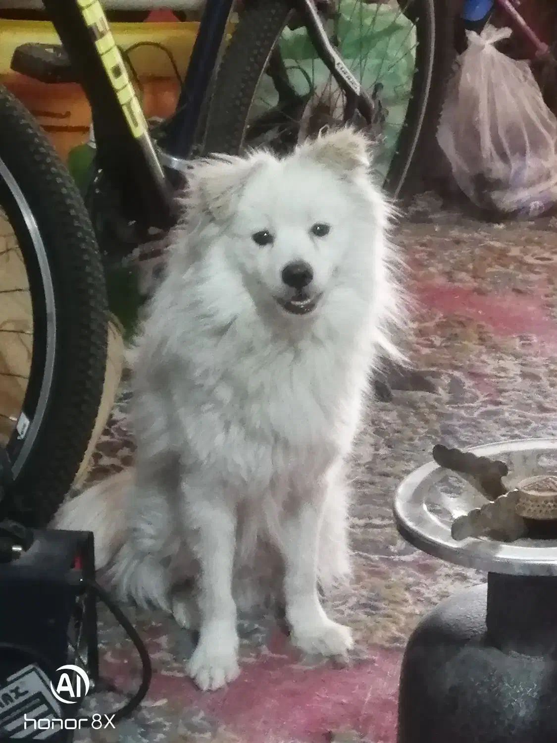 جفت سگنروماده خوشگل ودوست داشتنی|سگ|بهبهان, |دیوار