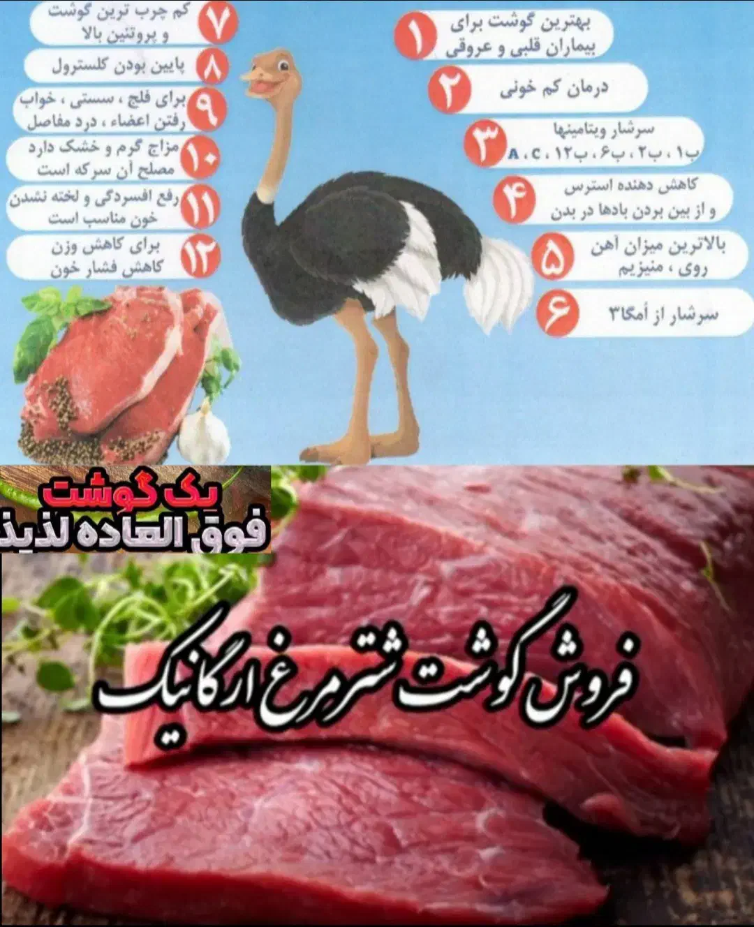جوجه شترمرغ تخم خوراکی روغن گوشت بوقلمون قلم|حیوانات مزرعه|یاسوج, |دیوار