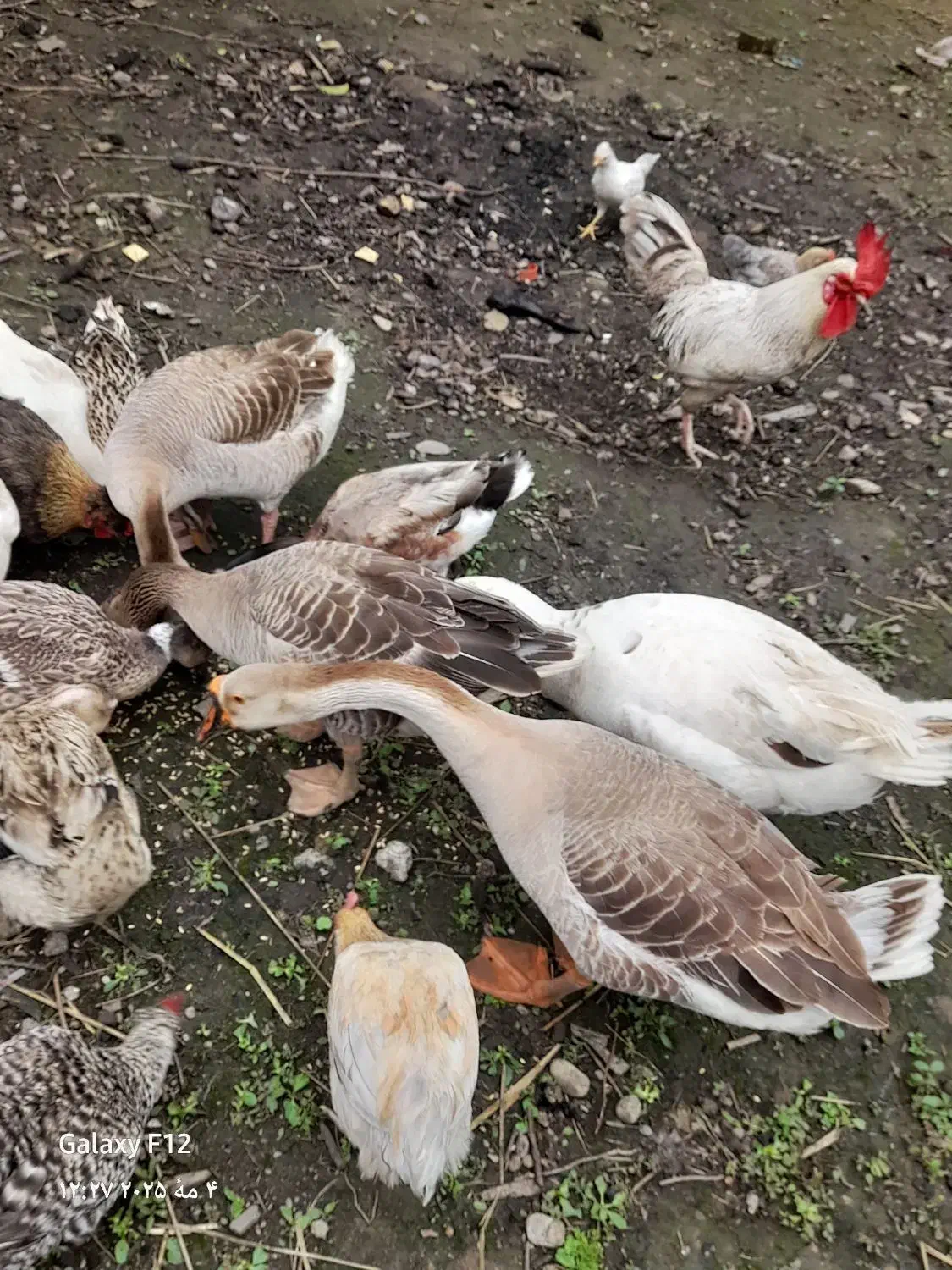 ۵عددقاز|حیوانات مزرعه|احمدسرگوراب, |دیوار