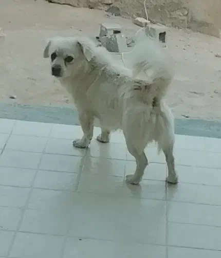 سگ پا کوتاه|سگ|آشخانه, |دیوار