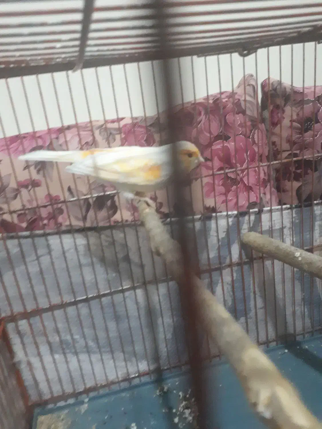 قناری نرسرامیکی|پرنده|پاکدشت, حصار امیر|دیوار