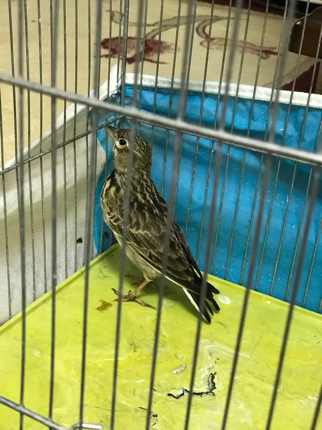 سهره خاکی یا طوقه|پرنده|خوی, |دیوار