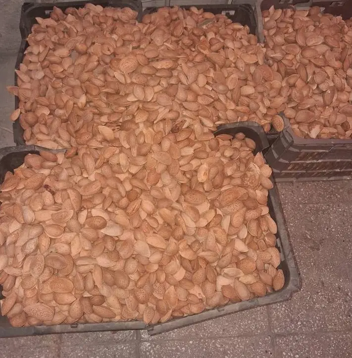 بادام درختی|خوردنی و آشامیدنی|تهران, تهرانپارس جنوبی|دیوار