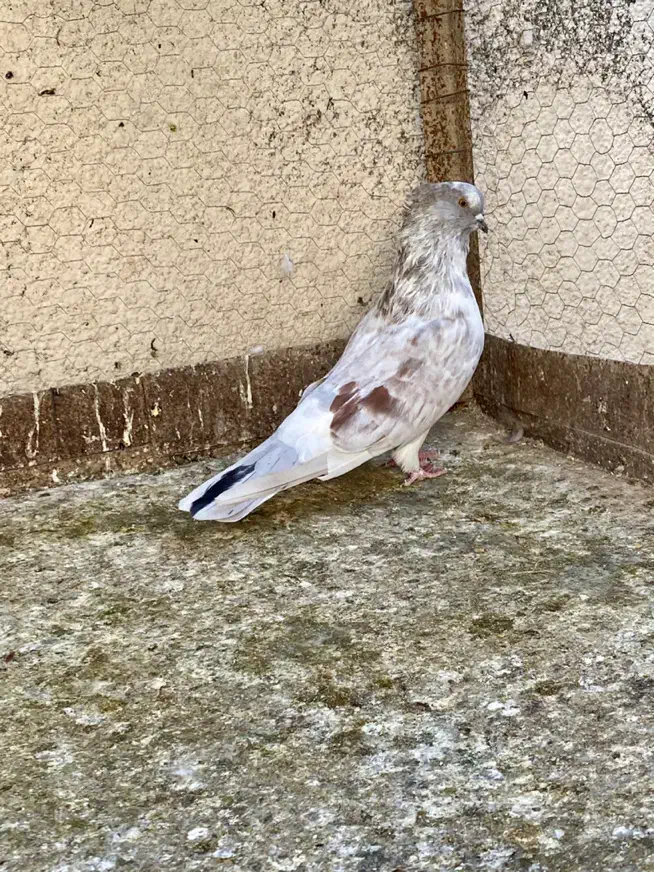 کبوتر|پرنده|علی‌آباد کتول, |دیوار