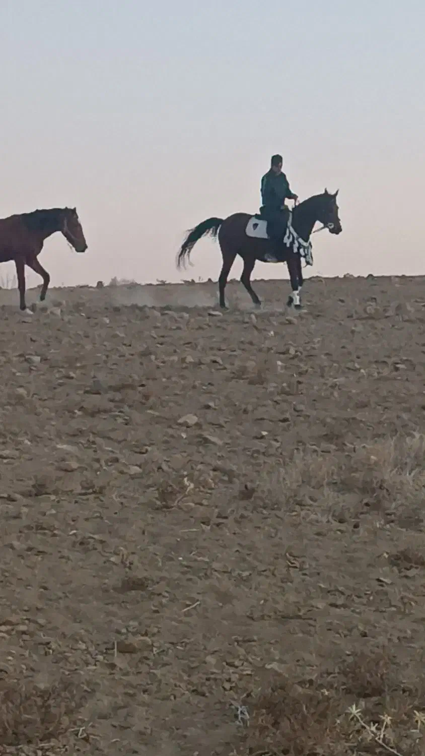 اسب مادیان|اسب و تجهیزات اسبسواری|شیدا, |دیوار