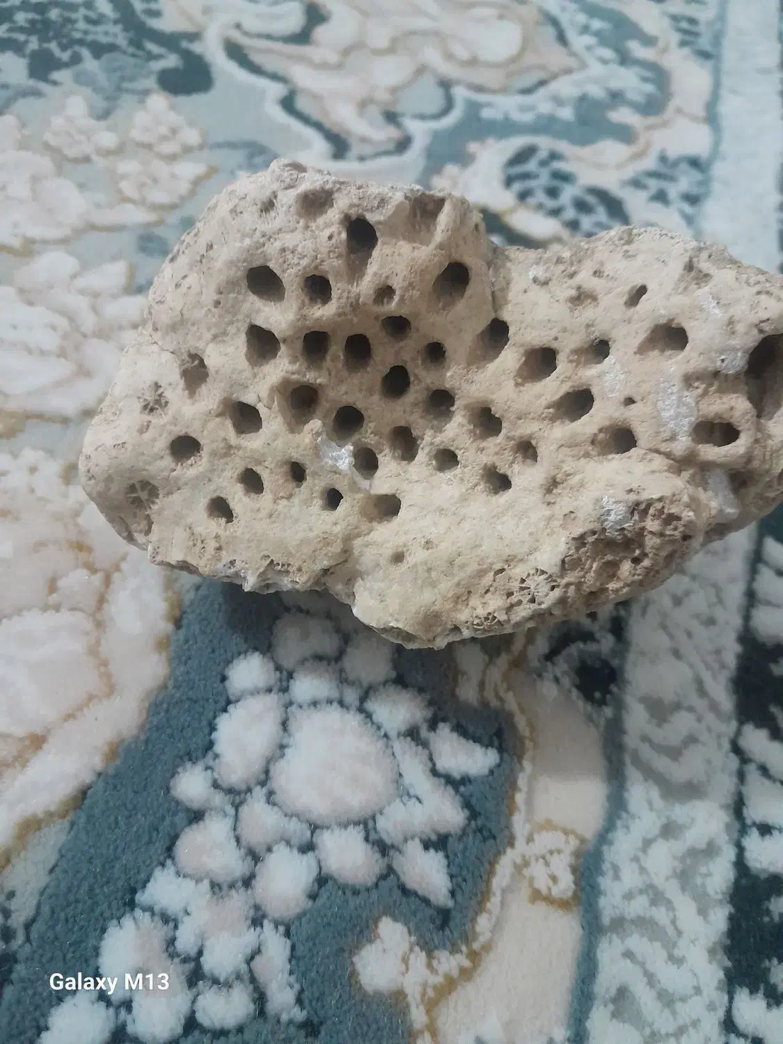 فسیل|کلکسیون و سرگرمی|گل تپه, |دیوار