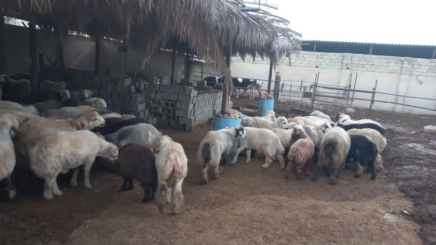 بره|حیوانات مزرعه|طسوج, |دیوار