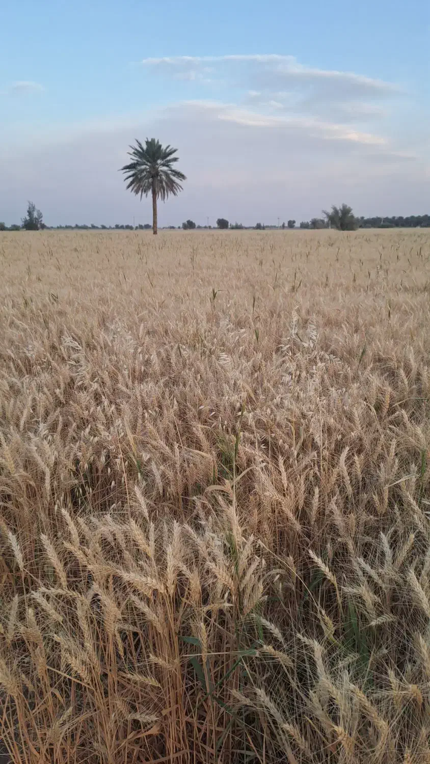 فروش بذرگندم اوکراینی|خدمات باغبانی و درختکاری|رودبار (کرمان), |دیوار