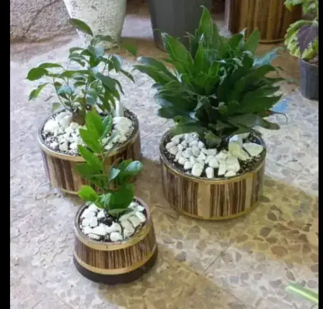 گل طبیعی|گل و گیاه طبیعی|بیرانوند, |دیوار