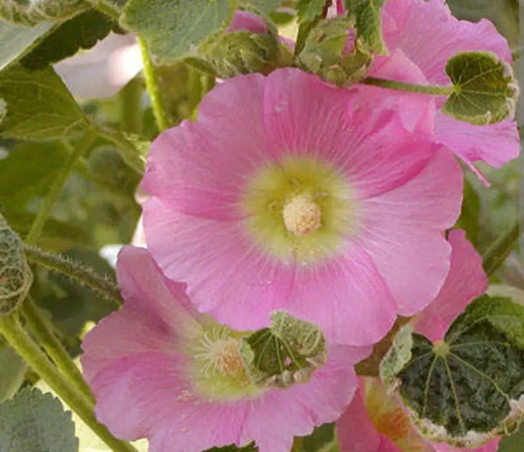 بذر گل ختمی گلبهی رنگ مخلوط با رنگ سرخ هلندی|گل و گیاه طبیعی|سوسنگرد, |دیوار