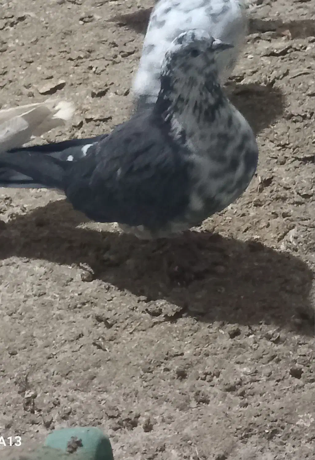 کبوتر|پرنده|شاهرود, |دیوار