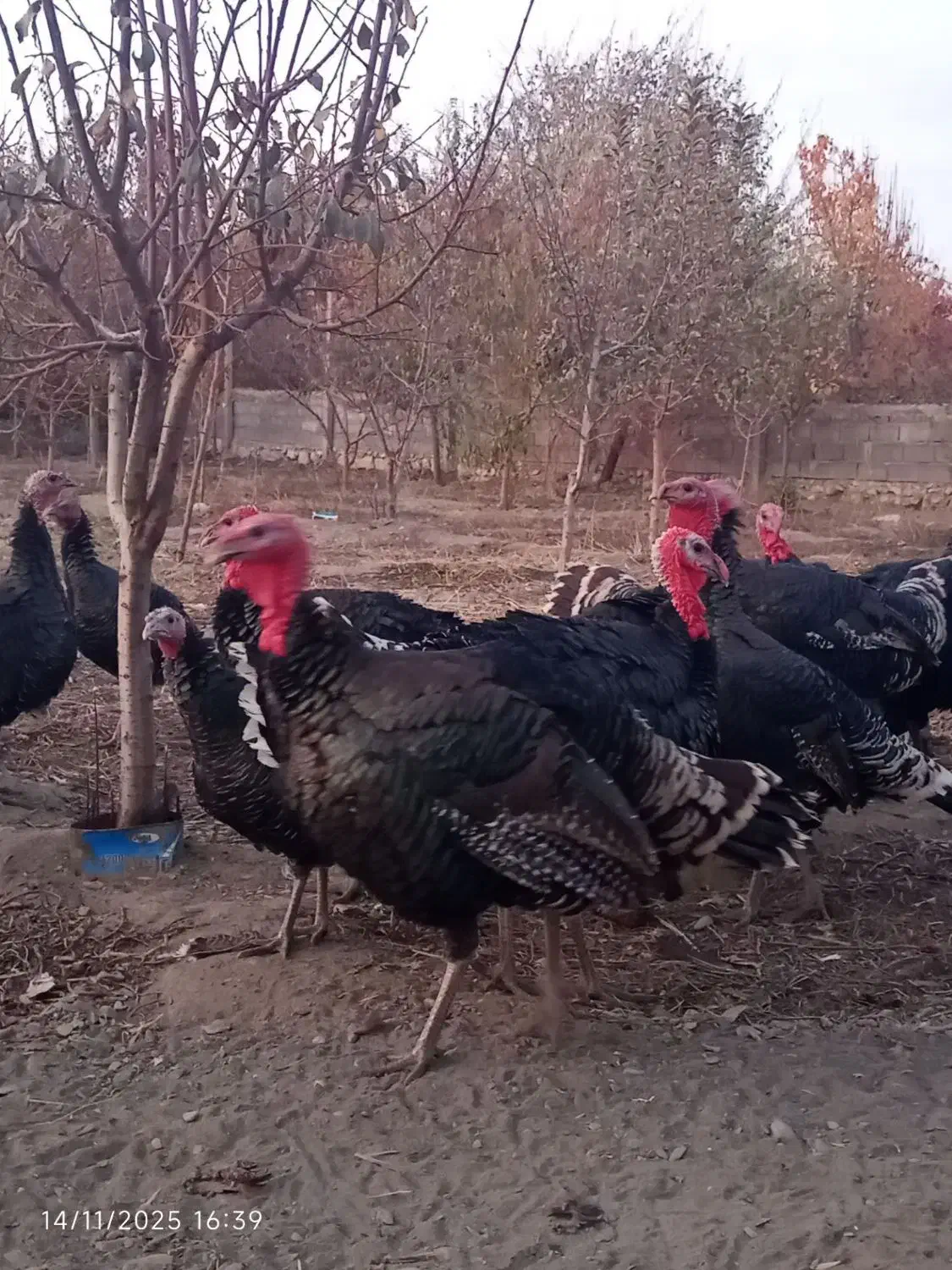 بوقلمون نر وماده تا فردا شب دانه یک ملیون|حیوانات مزرعه|گلمکان, |دیوار