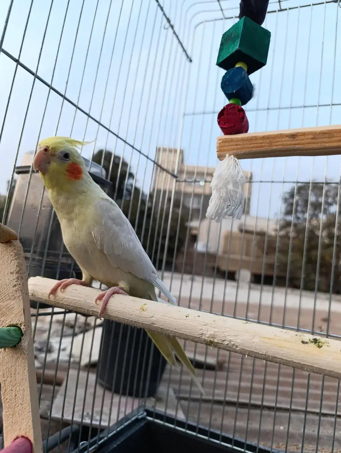 عروس هلندی با قفس|پرنده|بندرعباس, |دیوار