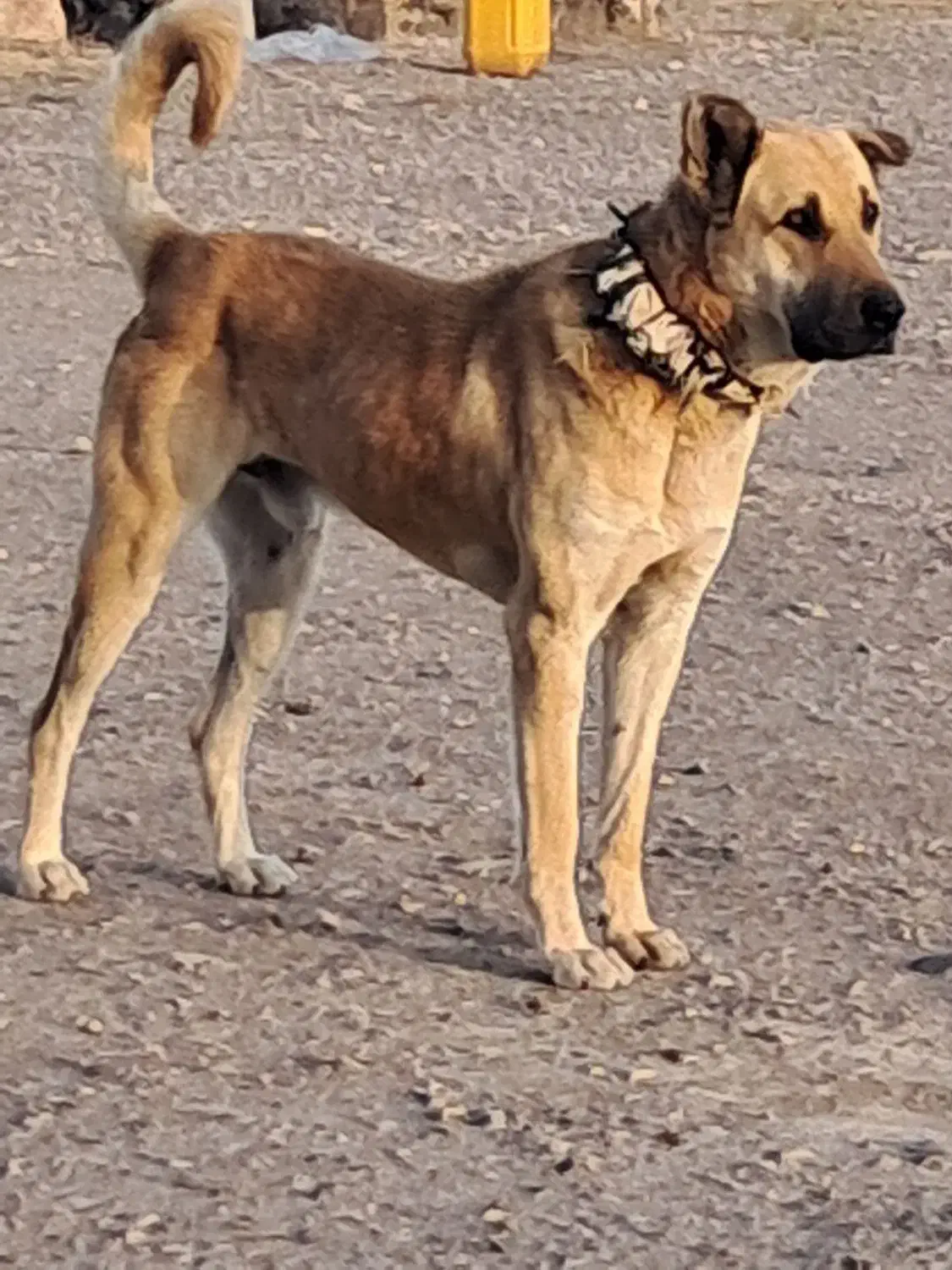 سگ سرابی گله اصل ۱۴ ماه فی ۸|سگ|پلدشت, |دیوار