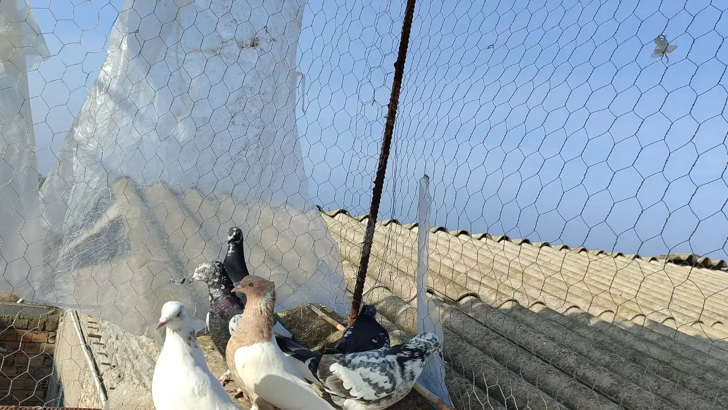 کبوتر|پرنده|سرخنکلاته, |دیوار