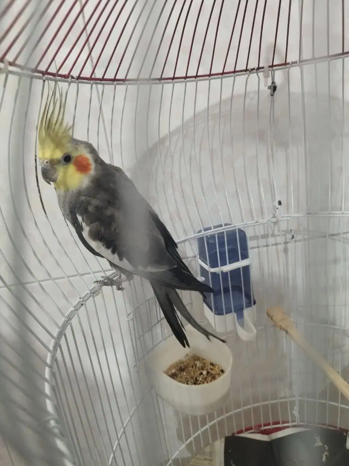 عروس هلندی آوازخوان|پرنده|ساری, |دیوار