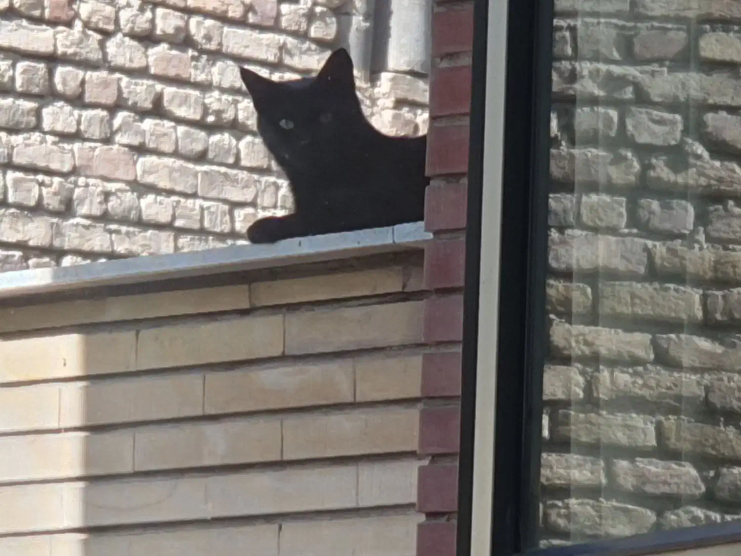 گربه ماده ۲ساله|گربه|اراک, |دیوار