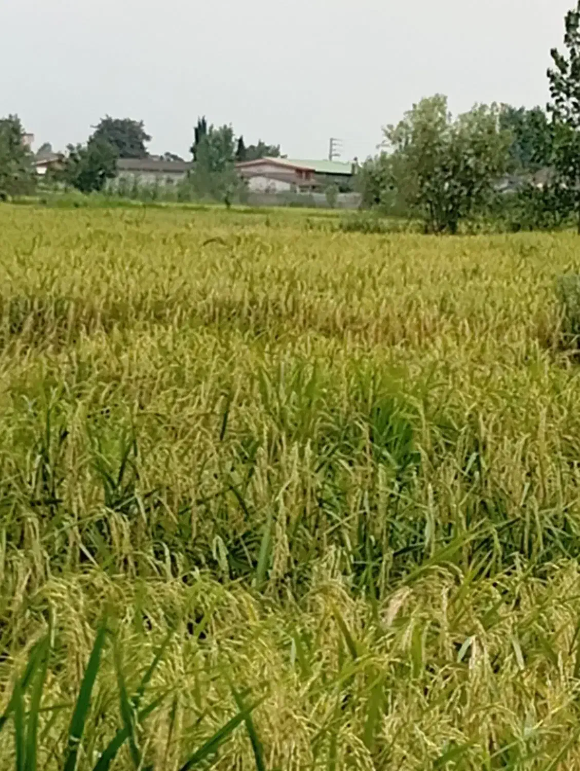 زمین کشاورزی|فروش دفتر صنعتی، کشاورزی، تجاری|آمل, |دیوار