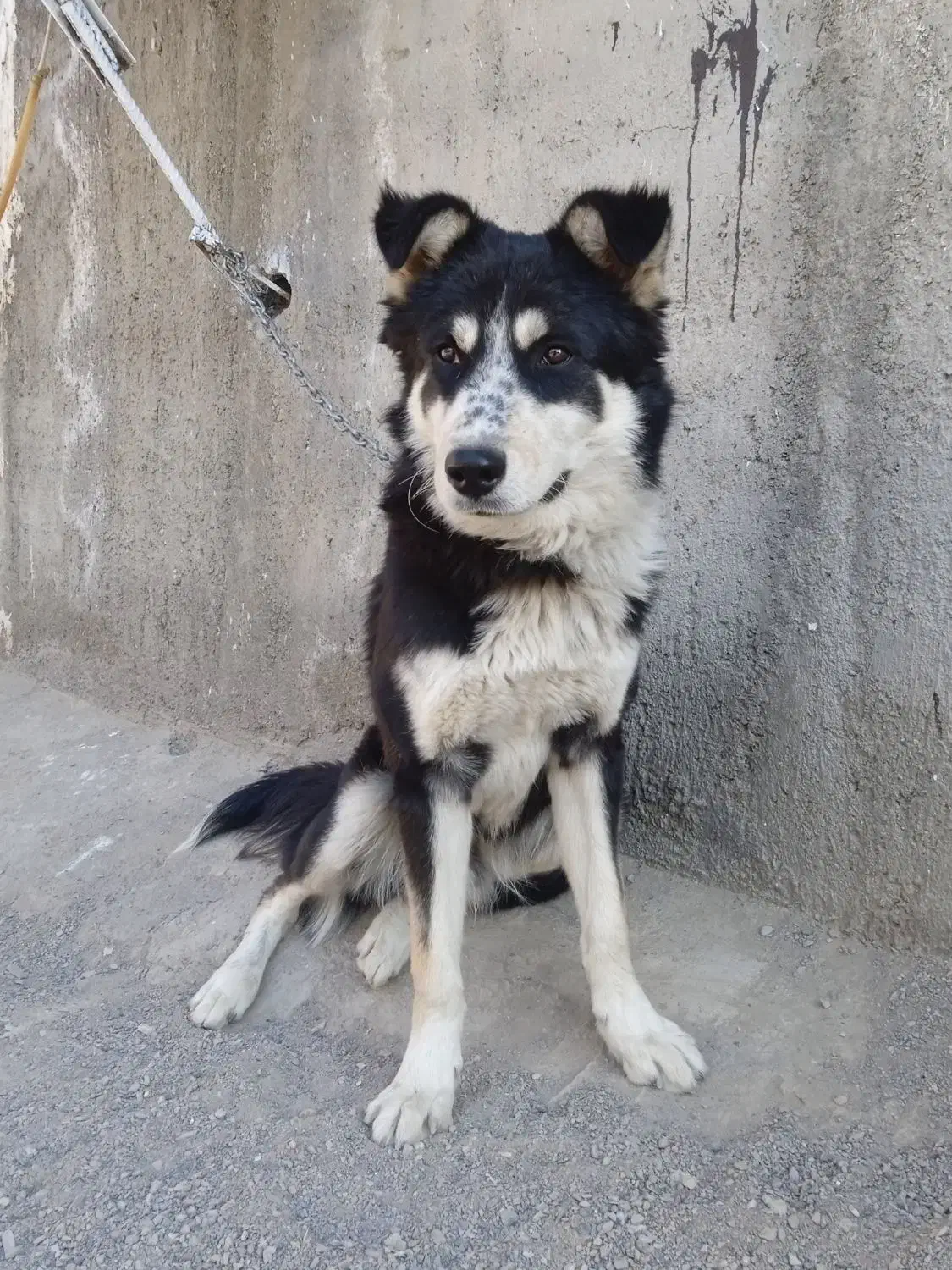 سگ هاسکی باتوله اشپیتز|سگ|مشهد, موسوی قوچانی|دیوار
