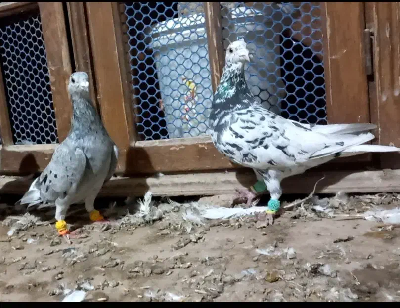 کبوتر هفرنگ|پرنده|تاکستان, |دیوار