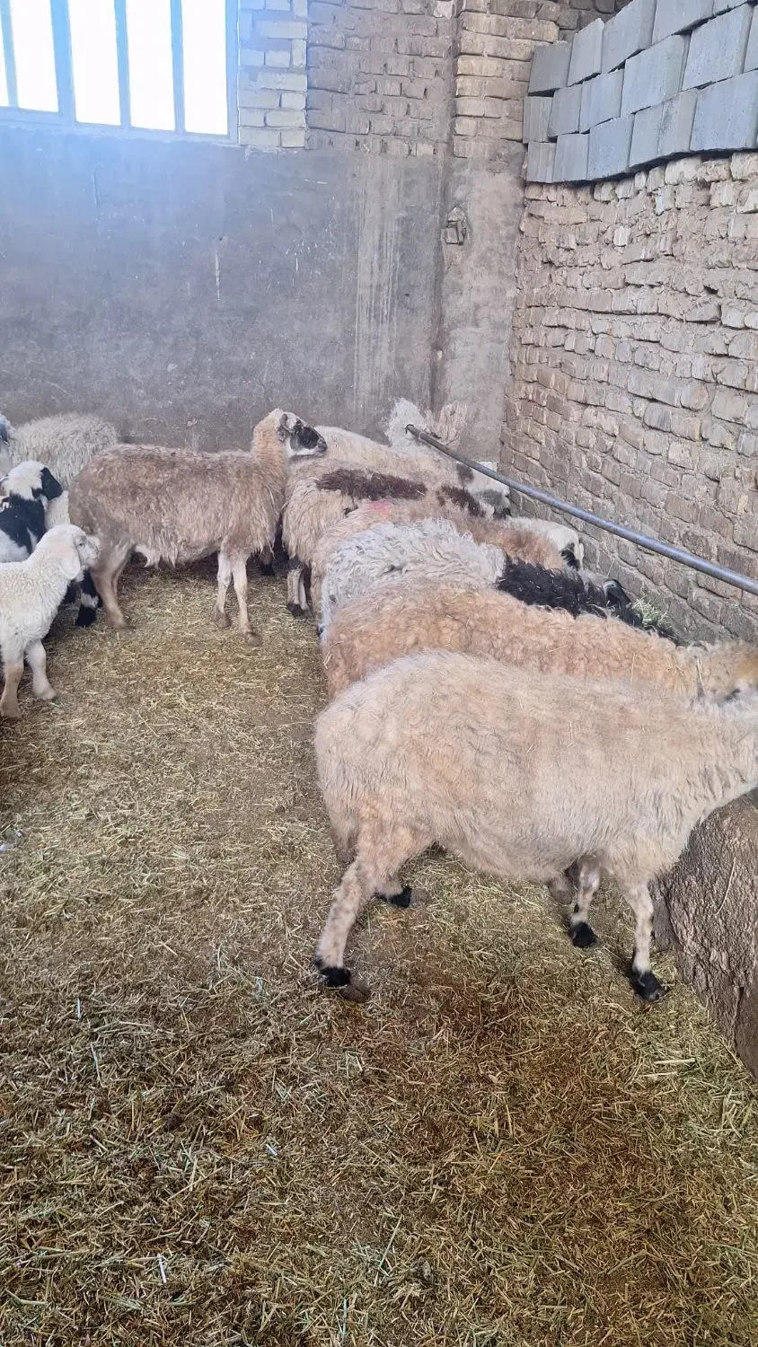 میش وبره .|حیوانات مزرعه|یزد, |دیوار