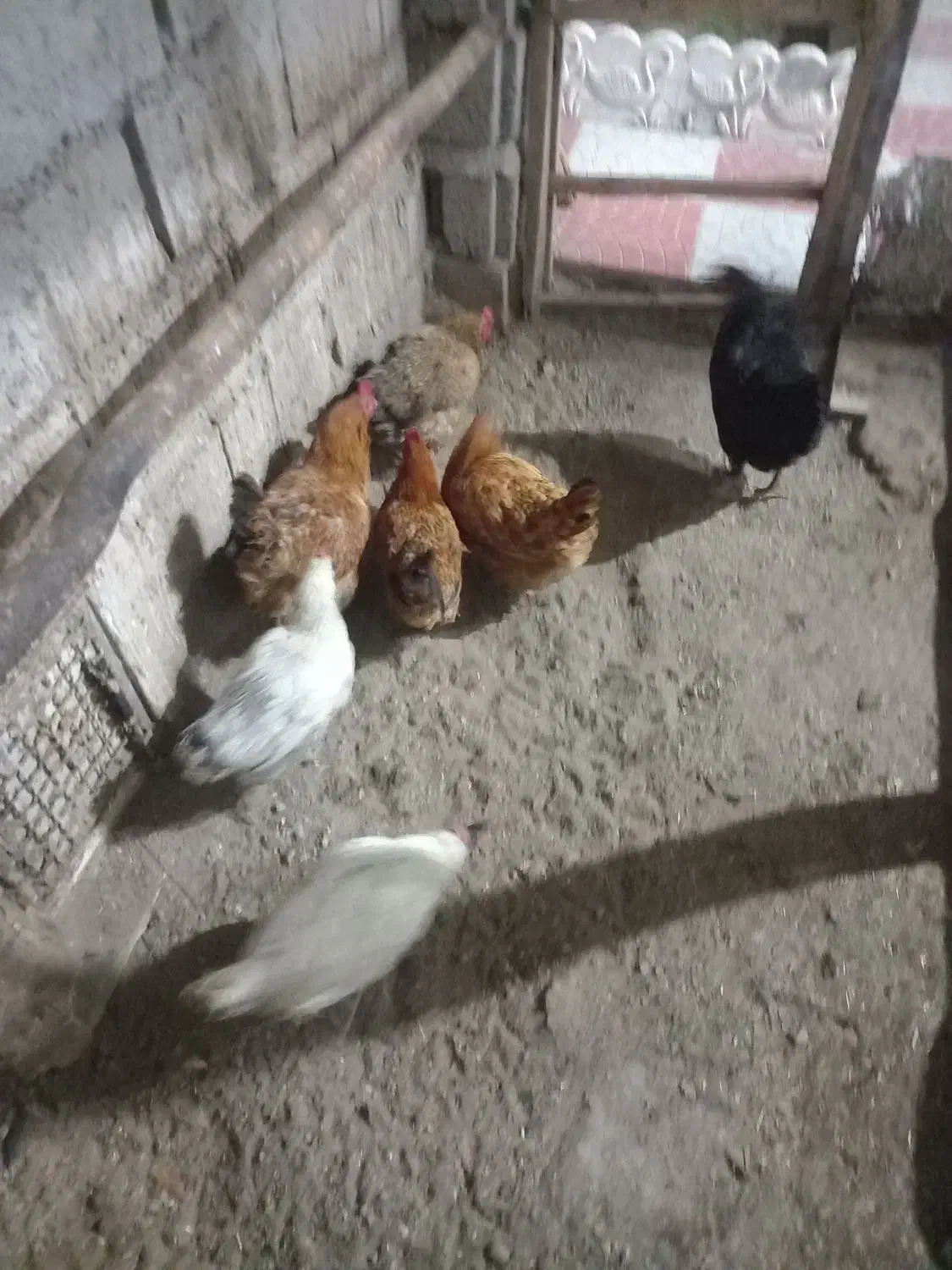 مرغ محلی|حیوانات مزرعه|مشگین شهر, |دیوار