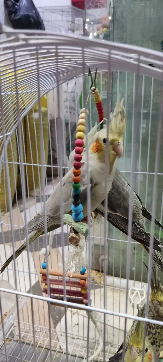 عروس هلندی با مرغ عشق|پرنده|بندر ماهشهر, |دیوار