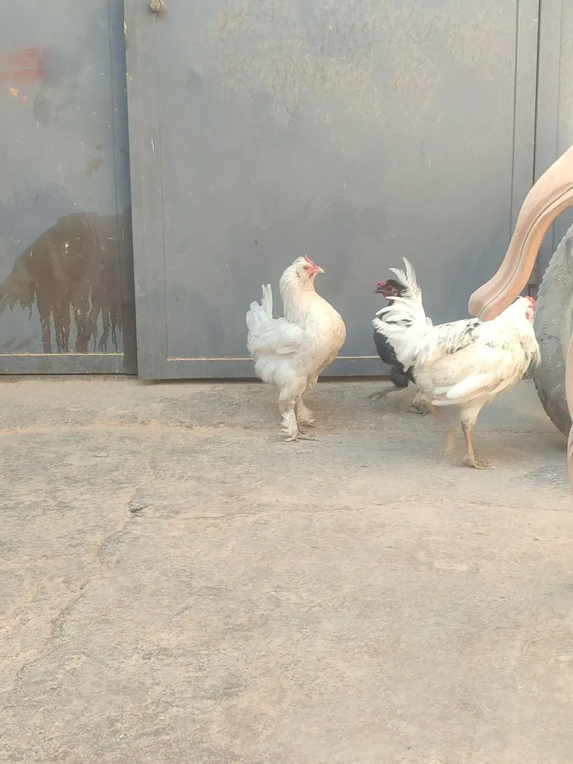 مرغ خروس گلین و سلطان|حیوانات مزرعه|اصفهان, رهنان|دیوار