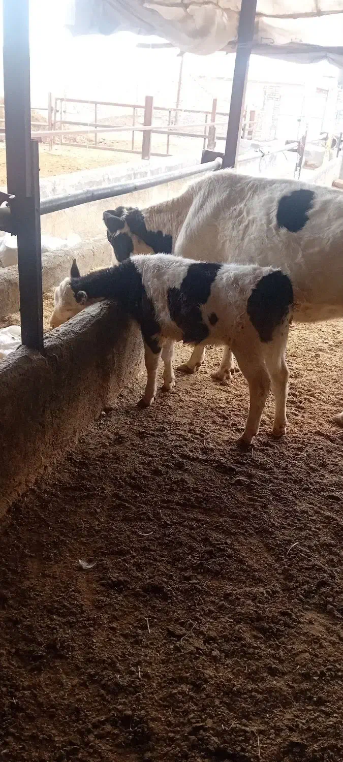 فروش گاو وگوساله|حیوانات مزرعه|جعفرآباد, |دیوار