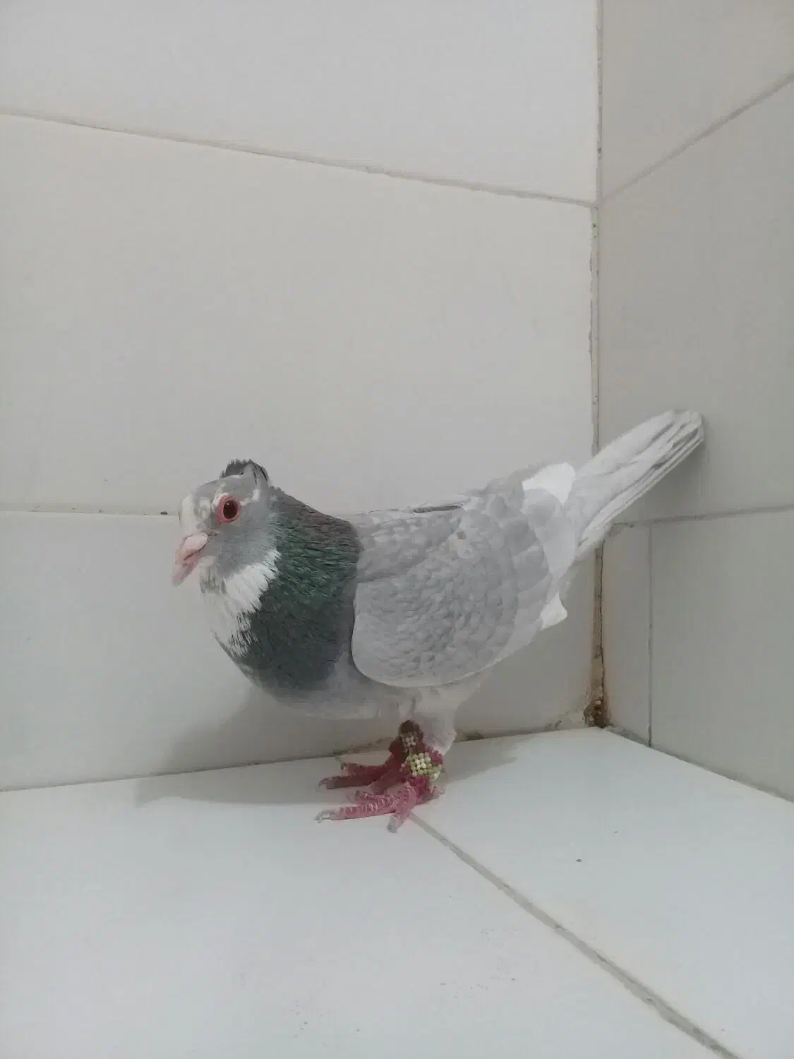 ۲ تا نر نقره ای پلنگ پدر و پسر|پرنده|کرمان, |دیوار