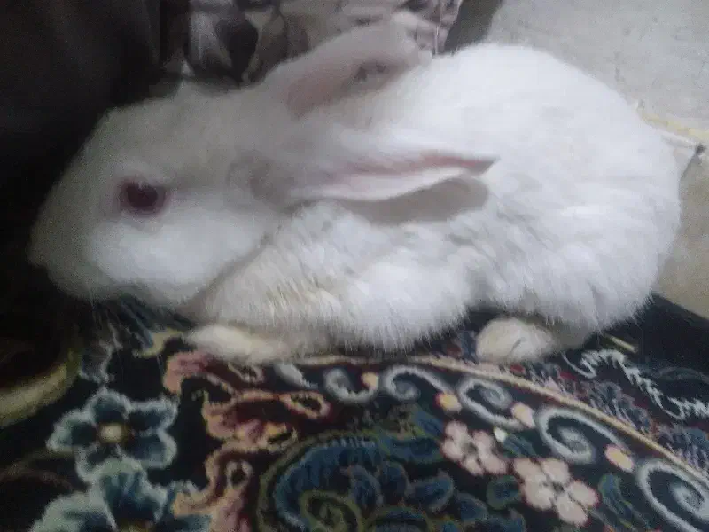 خرگوش|موش و خرگوش|قم, شهر قائم|دیوار