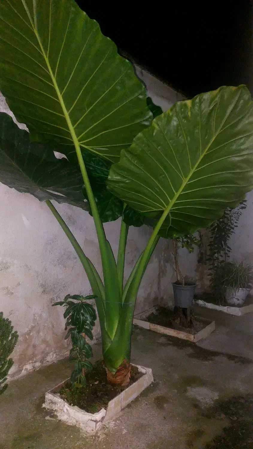 فروش گل بابا آدم|گل و گیاه طبیعی|رشت, ولکس|دیوار