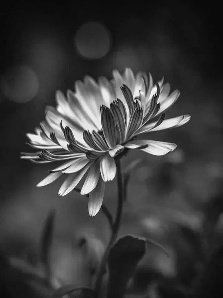 آموزش سیاه قلم حرفه ای|خدمات آموزشی|نظرآباد, نظرآباد|دیوار