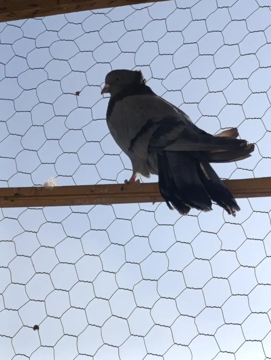 گفتر اصفهانی نر7عدد2عددماده|پرنده|برخوار, |دیوار