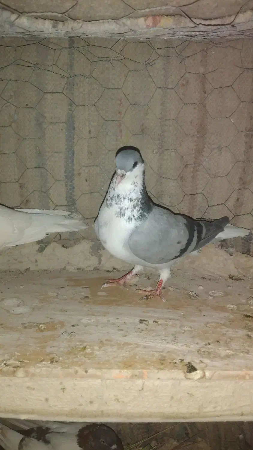 کبوتر ساده ابری|پرنده|بیرجند, |دیوار