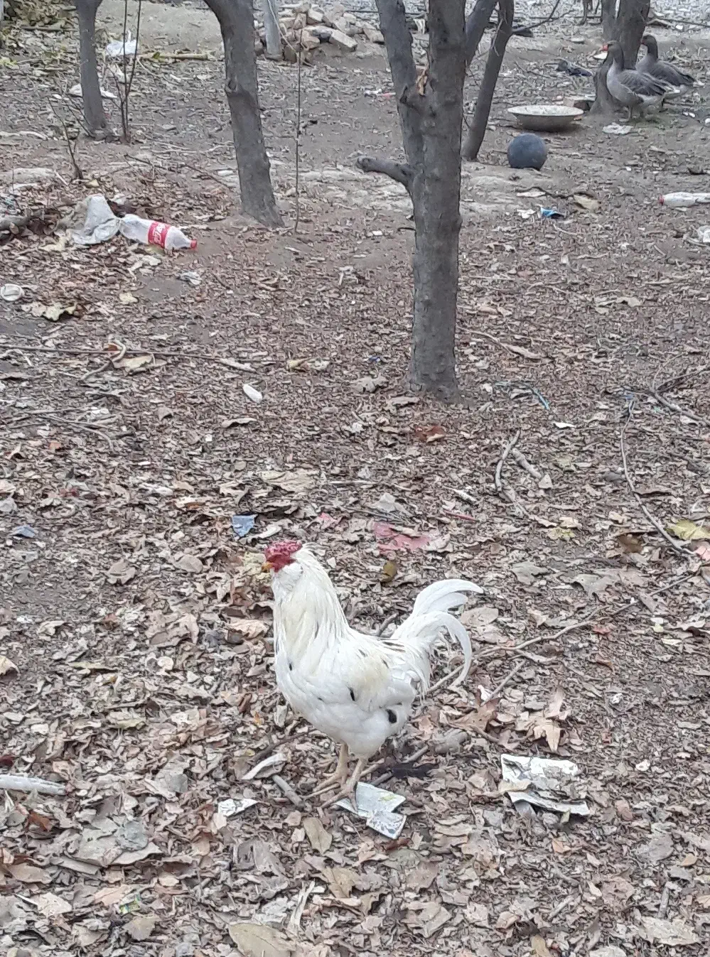 مرغ و خروس بوقلمون|حیوانات مزرعه|شهریار, کهنز|دیوار