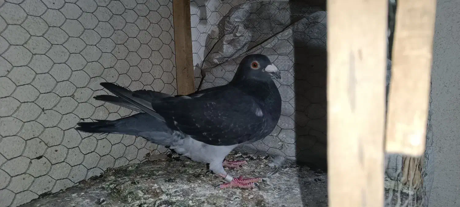 چاپی نر|پرنده|مشهد, امیریه|دیوار