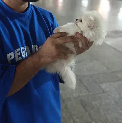 سگ پامر روباهی۲ماهه|سگ|بندر ماهشهر, |دیوار