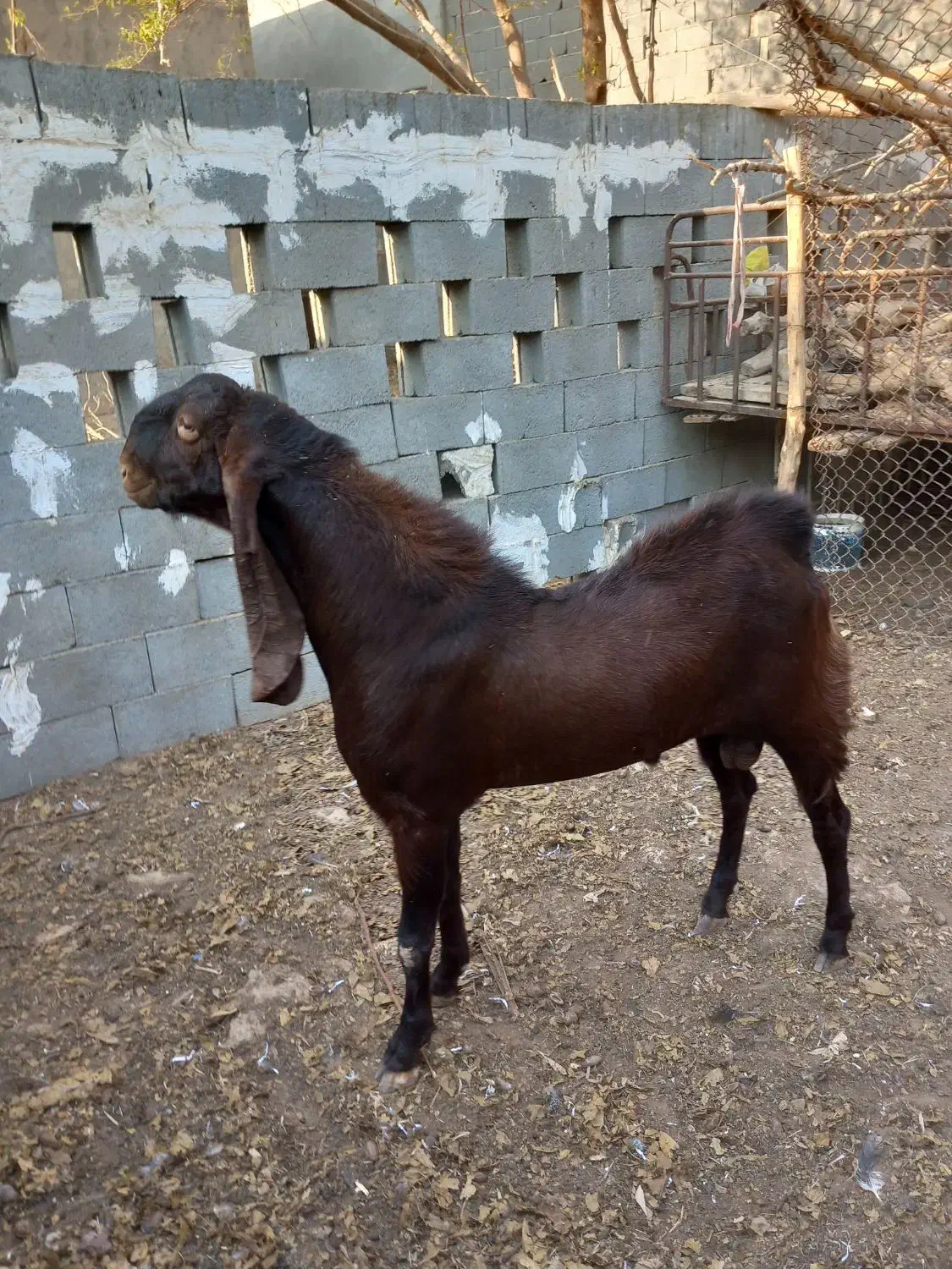 کاموری|حیوانات مزرعه|بندر کنگان, |دیوار