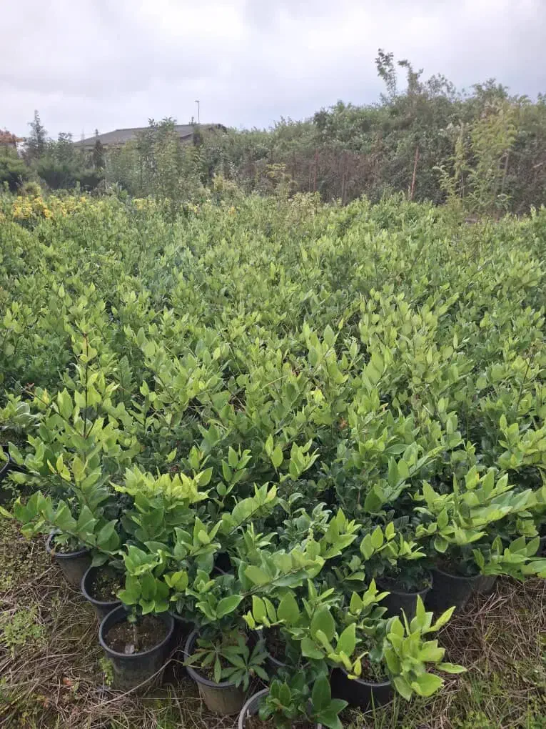 یاس سطل ۳ و نیم|گل و گیاه طبیعی|رحیم‌آباد, |دیوار