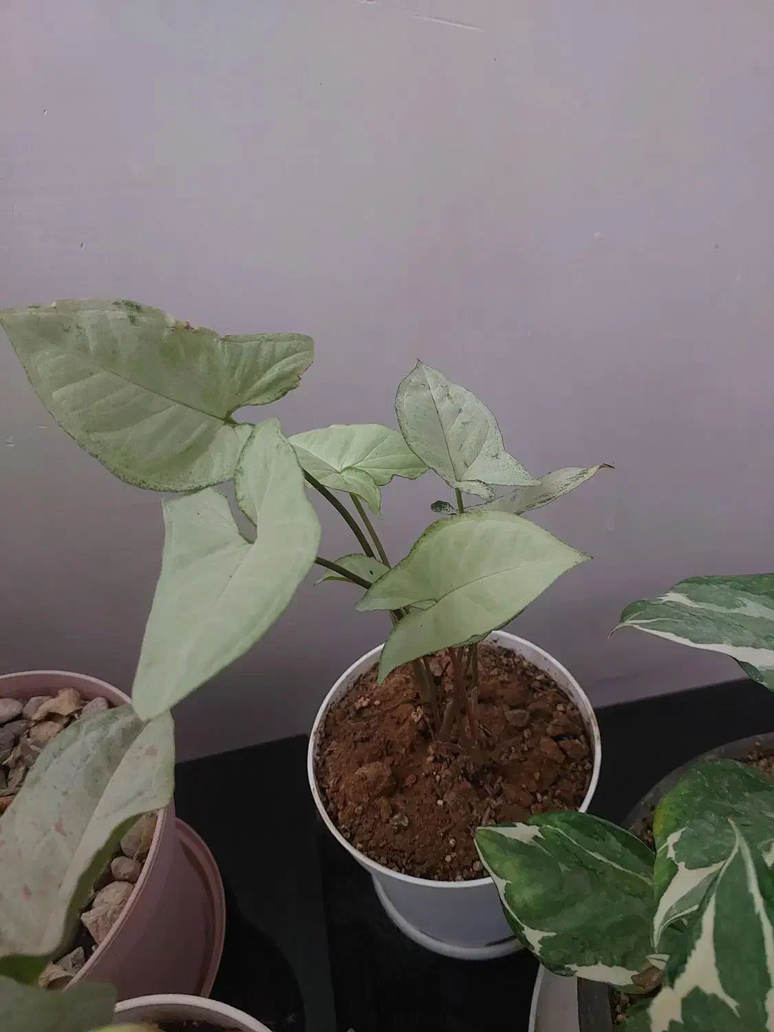 فروش گل خانگی باکیفیت وقیمت مناسب|گل و گیاه طبیعی|دهلران, |دیوار